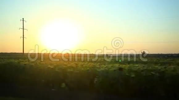 从向日葵的视野中日落视频的预览图