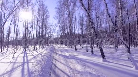 冬天飞到树林间的树林里视频的预览图