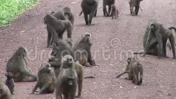 非洲博茨瓦纳热带草原野生猴宝宝视频的预览图