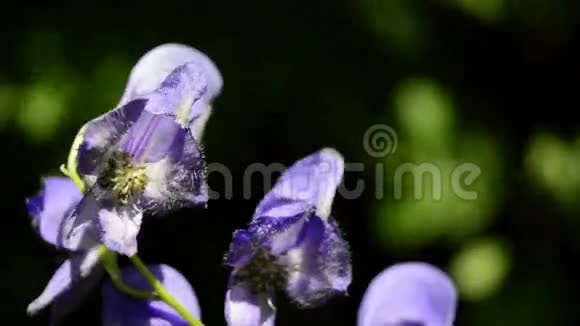 乌头甘蓝型乌头有毒植物视频的预览图
