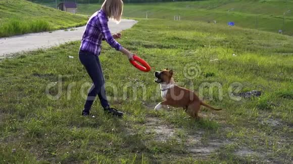 下面的动作年轻的女孩玩狗品种美国斯塔福德郡猎犬视频的预览图