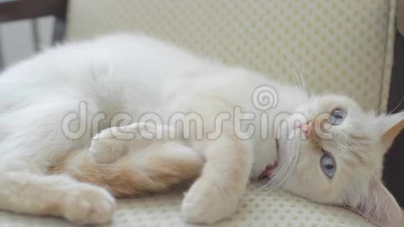一只母猫睡在椅子上视频的预览图