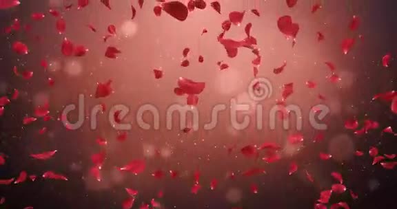 飞舞的浪漫暗红色玫瑰花瓣飘落背景循环4k视频的预览图