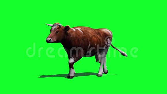 牛走得很快侧视绿色屏幕视频的预览图