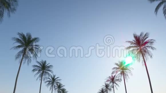 在蓝色的夏日天空下沿着热带棕榈树之间的街道行驶循环动画在超高清4k视频的预览图