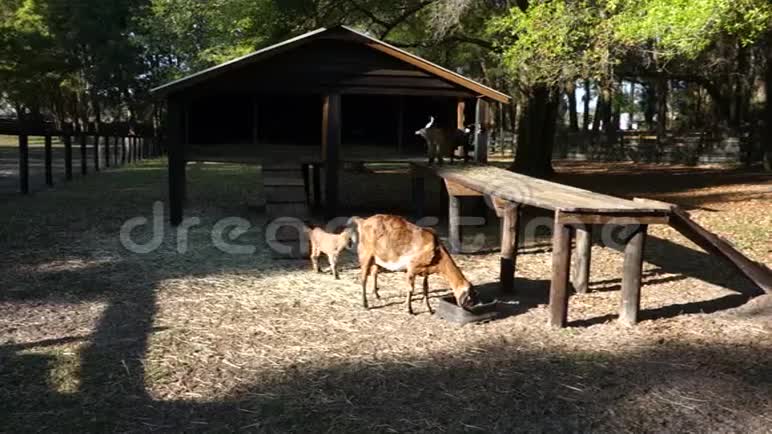 小山羊等着喂视频的预览图