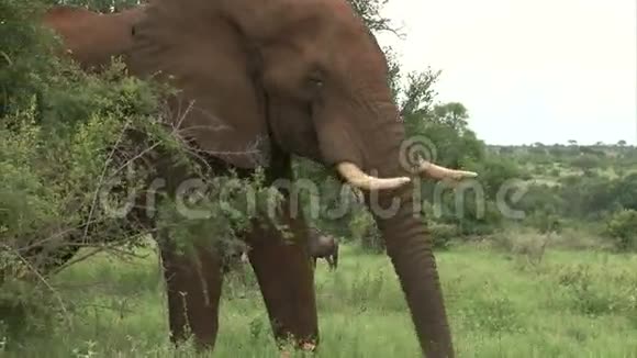 丛林里的大象视频的预览图