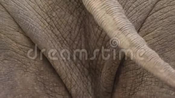 特写镜头动物园里的一头大象正在吃青草视频的预览图