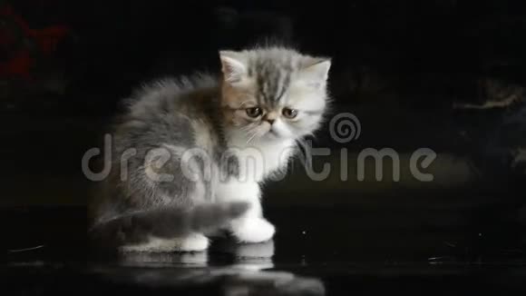 灰色异国情调的小猫视频的预览图