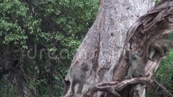 非洲博茨瓦纳热带草原野生猴宝宝视频的预览图