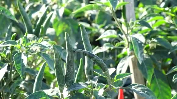 越南拉姆省达拉特市花园里的红辣椒视频的预览图