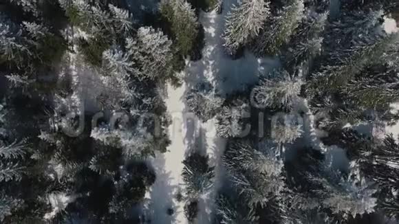 高山森林视频的预览图