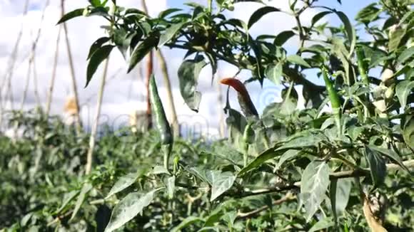 越南拉姆省达拉特市花园里的红辣椒视频的预览图