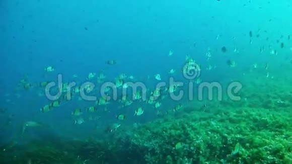 在马略卡西班牙水下潜水两条带鱼视频的预览图