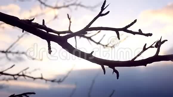 大枝大芽梨轮廓景观自然日落视频的预览图