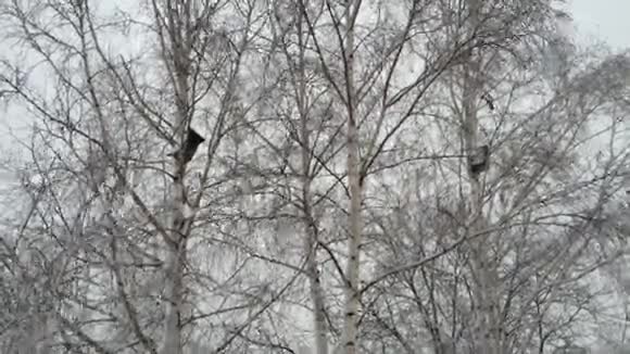 下雪了大块的雪花慢慢地飘落下来视频的预览图