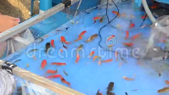 泰国小朋友玩金鱼舀的游戏视频的预览图