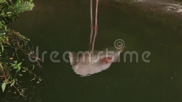一只火烈鸟蔷薇翅目在湖水中倒影视频的预览图