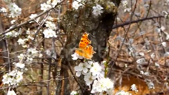 蝴蝶坐在一朵白花上视频的预览图