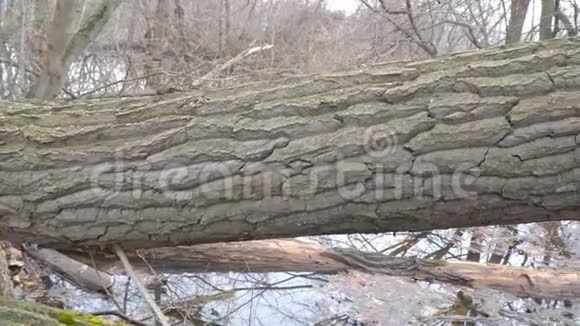 森林中一棵倒下的树的树干视频的预览图