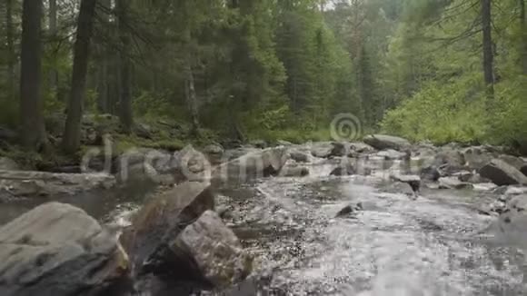 前面有森林和河流的景观美丽的风景森林里的河流视频的预览图
