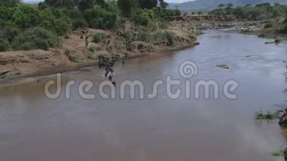 肯尼亚王尔德贝斯特过河视频的预览图