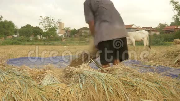 农民脱粒水稻脱粒水稻水稻种植视频的预览图