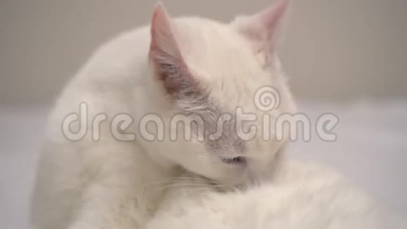 白猫视频的预览图