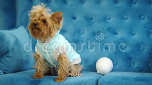 可爱的狗约克郡猎犬坐在蓝色沙发上视频的预览图