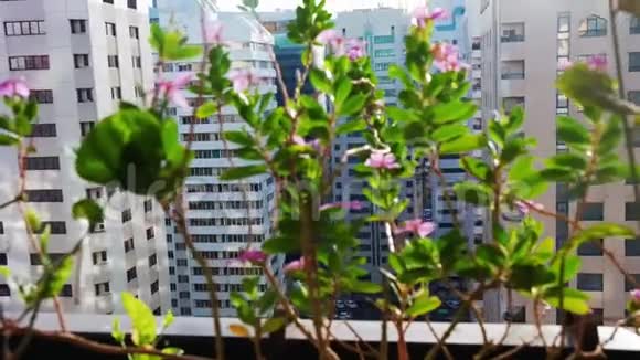 阳台上美丽的花朵视频的预览图