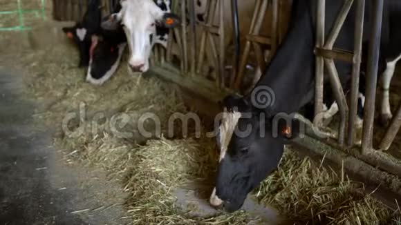 4K农业产业农牧理念牛群视频的预览图