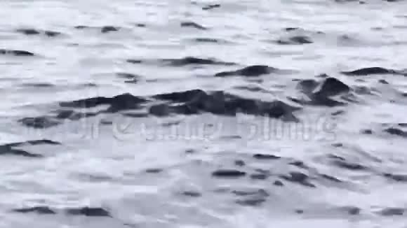 上奥地利格蒙登附近的特拉翁湖水边视频的预览图