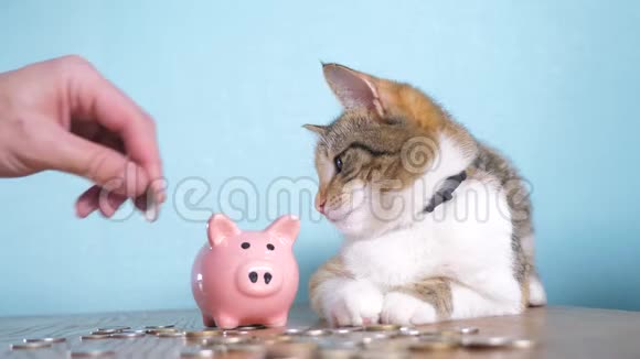 猪银行和猫团队合作搞笑视频钱概念金融业务会计钱猫宠物堆不断增长的钱视频的预览图