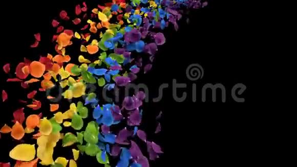 飞翔的浪漫色彩斑斓的彩虹玫瑰花瓣阿尔法环视频的预览图
