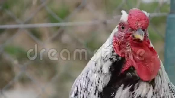 斯洛伐克的一个农场里五颜六色的公鸡在叫视频的预览图