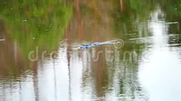 鳄鱼在游泳视频的预览图