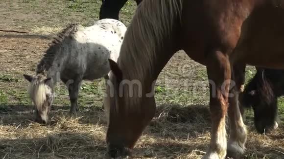 马在农场吃干草视频的预览图