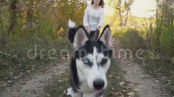 有狗种哈士奇的女孩视频的预览图