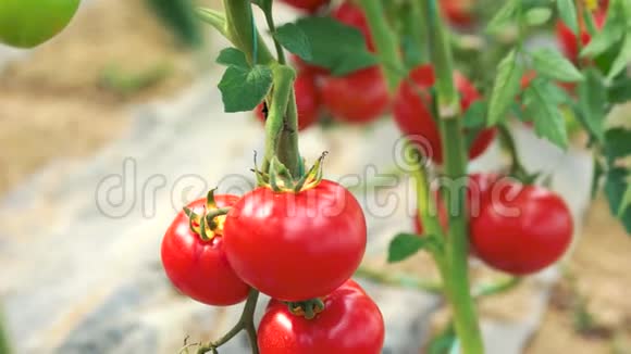 在有机花园的树枝上生长的红色成熟番茄视频的预览图