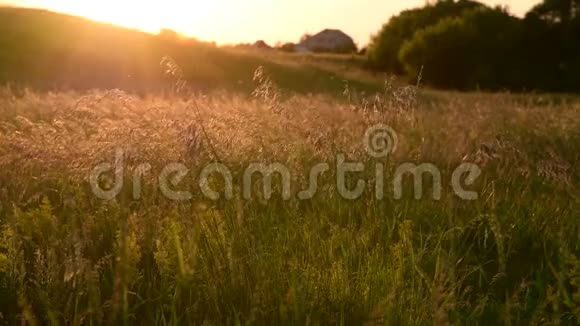 美丽的草地日落时有野燕麦视频的预览图