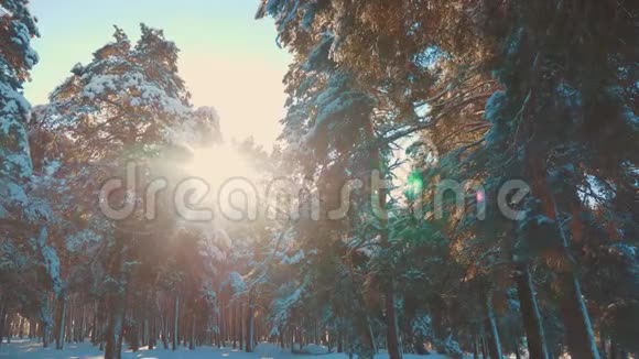 日落时美丽的冬季景观冬天松了阳光林在雪地里的阳光运动冻冻的冻冻的视频的预览图