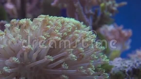 热带珊瑚礁上的一种海葵视频的预览图