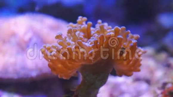 热带珊瑚礁上的一种海葵视频的预览图
