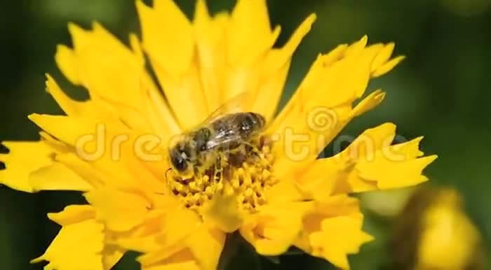 蜜蜂给黄色的雏菊授粉视频的预览图