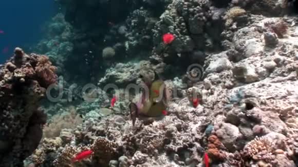 托西鱼泰坦三角鱼水下红海视频的预览图
