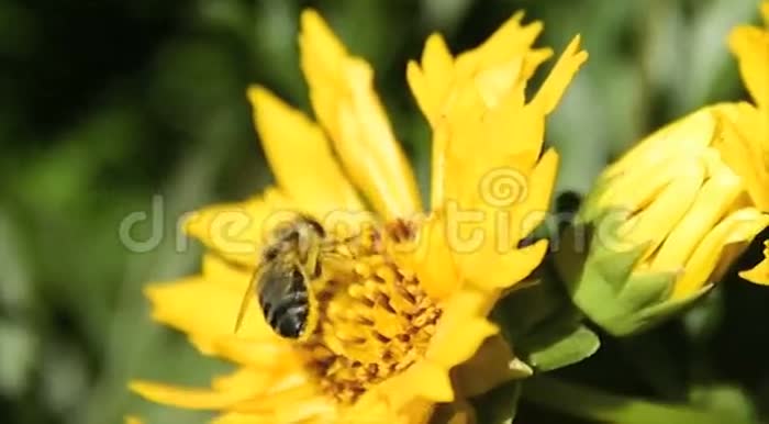 蜜蜂给黄色的雏菊授粉视频的预览图