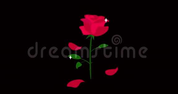 红玫瑰与黑色背景上的落叶隔离视频的预览图