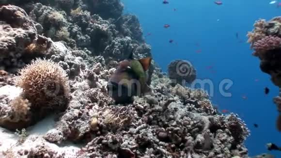 托西鱼泰坦三角鱼水下红海视频的预览图
