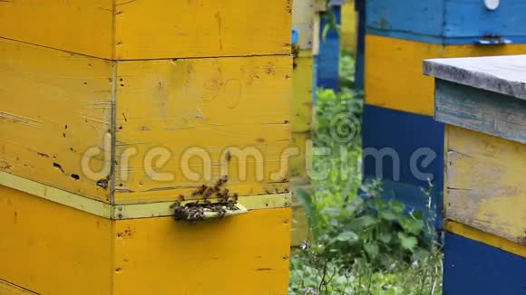 蜜蜂在蜂巢前面视频的预览图