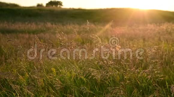 美丽的草地日落时有野燕麦视频的预览图